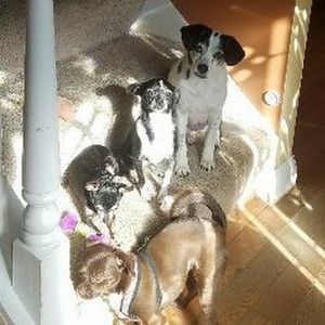 Meet your Posher, Joyce